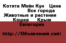 Котята Мейн Кун › Цена ­ 15 000 - Все города Животные и растения » Кошки   . Крым,Евпатория